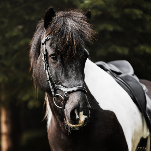 Salka horse